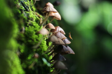 bright yellow insect on the mushroom.