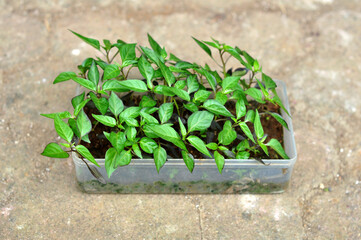 Seedlings of purple chili plants in plastic containers