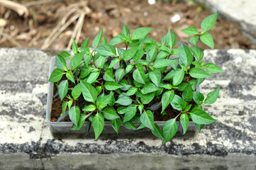 Seedlings of purple chili plants in plastic containers