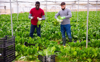 Hired workers harvest mangold in a greenhouse