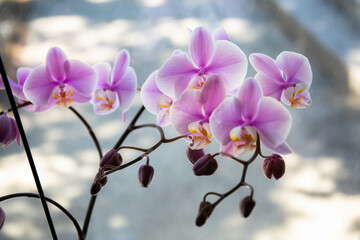 Fototapeta na wymiar Beautiful pink blooming orchid in the garden.