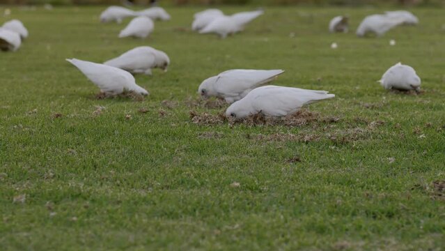 Pan across as many Corellas ferociously feed while making a mess of the green parkland. Walkers and bike riders seen in background