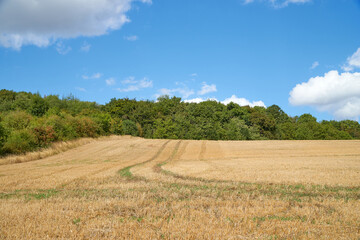 Fototapeta na wymiar Harvested crop field with tractor marks