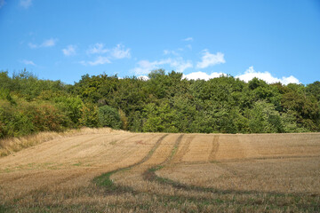 Fototapeta na wymiar Harvested crop field with tractor marks