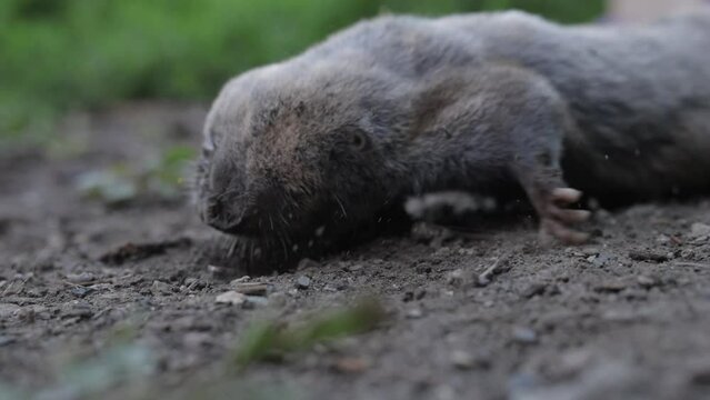 Spalax microphthalmus, blind mole on the grass , rodents pests
