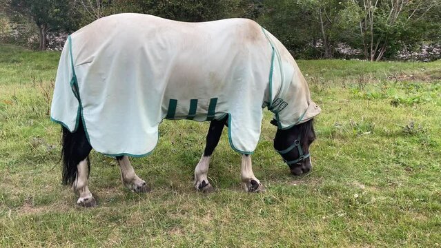 Hand-held Shot Of A Horse Grazing On Lucious Green Grass