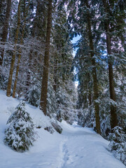 Trail in the woods. Winter white snow outdoor in forest park at snowy weather. Fir trees under the snow. Mountain forest in winter. Christmas landscape. Carpathian mountains, Ukraine, Europe