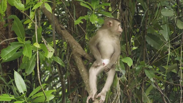 Monkey, young pig tail macaque sitting in a tree scratching leg. In tropical south east Asia rainforest.