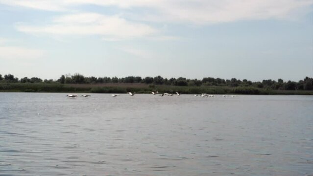 Birds flying on the water in wildernesses