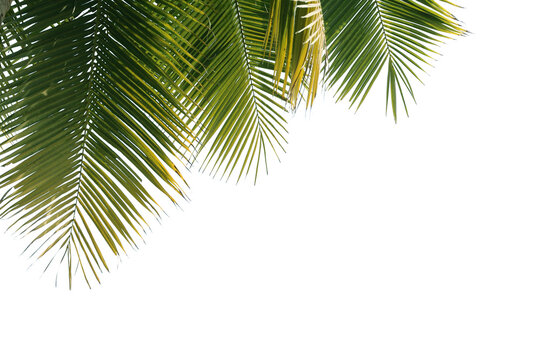 Coconut tree leaves foreground 