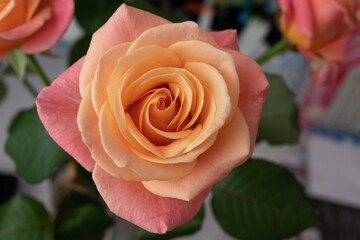 Pink rose flower isolated on white background, soft focus and clipping path