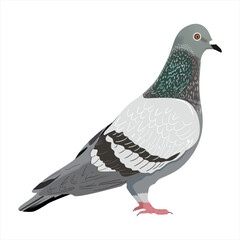 Pigeon bird grey. Pigeon bird illustration. Pigeon art. Bird Carrier pigeon domestic sports bird vector illustration. Real Pigeon.