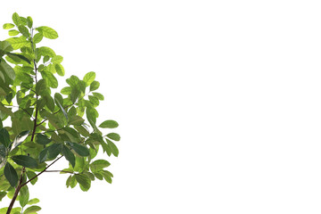 Tropical tree leaves and branch foreground 