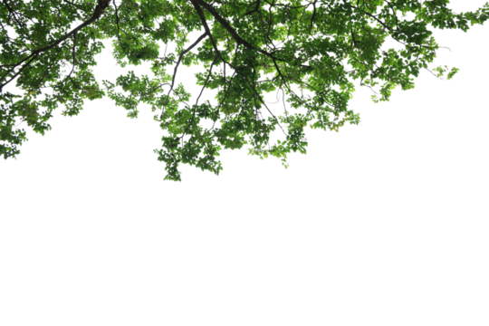 Tropical tree leaves and branch foreground 