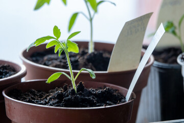 Solanum lycopersicum: tomato seedlings grow in a pot at home on window