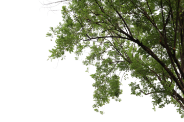 Tropical tree leaves and branch foreground 