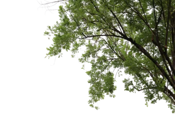 Foto op Plexiglas Tropical tree leaves and branch foreground  © parinya