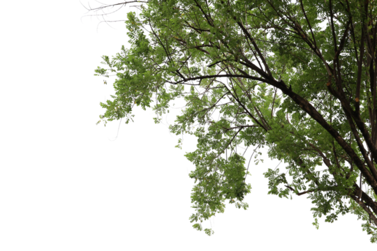 Tropical tree leaves and branch foreground 