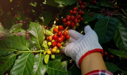   Harvesting cherry coffee bean ripe Red berry plant fresh seed coffee in agriculture background © SASITHORN