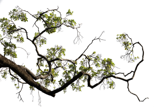 Tropical tree leaves and branch foreground 