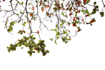 Tropical tree leaves and branch foreground 