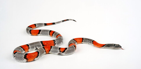 Naklejka premium Grey-banded Kingsnake // Grau gebänderte Königsnatter (Lampropeltis alterna blairi)