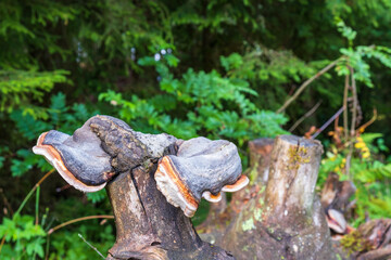 Red belted conk at a old tree trunk - obrazy, fototapety, plakaty