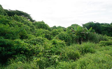 Fototapeta na wymiar Ivy plants covered tree background, Rural in nature