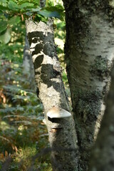for&ecirc;t aux Cascades de l&rsquo;Artigue pr&egrave;s de Auzat en Ari&egrave;ge
