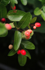 Pink tropical fruit at tree, Karonda fruit close up shot