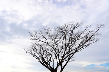 Leafless tree with clouds sky background, Nature at outdoor