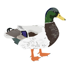 duck on white background