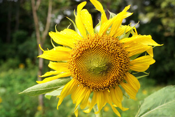 Sunflower blooming closeup shot, Nature background
