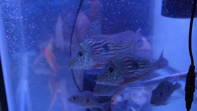 A small group of cichlids hang out together in a research fish tank.  Float bladder makes fish neutrally buoyant  