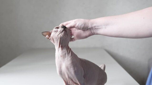 female hand strokes cat breed Canadian Sphynx. care and grooming of bald cats. hypoallergenic pets.