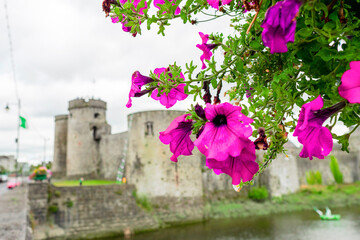 Purple colors in focus. King John castle out of focus. Limerick city, Ireland. Famous landmark and popular tourist attraction. Abstract town background.