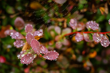 tiny twig of a shrub with small red leaves after rain, raindrops on a leaves. deep moody autumn season