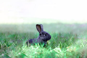 緑の草地で横向きで遠くを見つめる黒子ウサギ