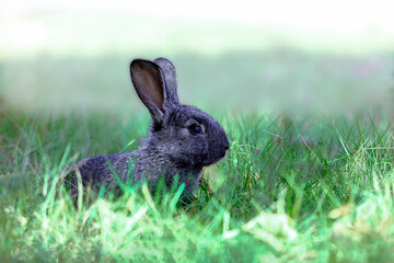 緑の草地で横向きで遠くを見つめる黒い子ウサギ