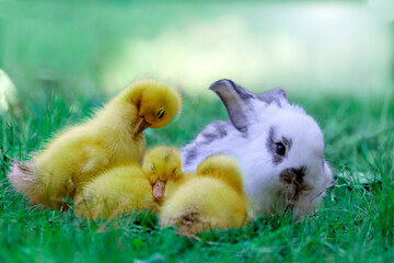 白い子ウサギと寄り添い寝るアヒルの雛3羽