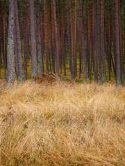 autumn moody forest, faded dry grass and pine woods on a background
