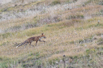 At hunt, Red fox looking for food at dusk (Vulpes vulpes)
