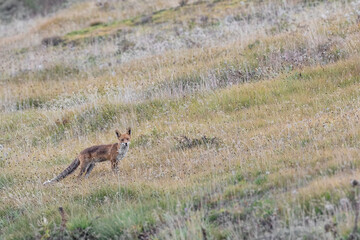 Red fox male looking at camera in the wild Alps (Vulpes vulpes)