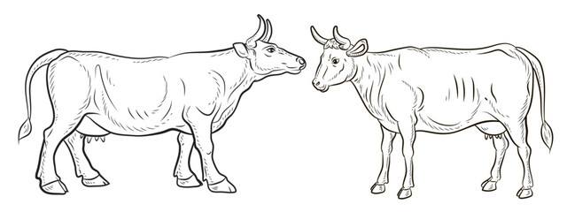 Animals, black and white image of a cow. Coloring book for kids. Vector drawing, color, design.