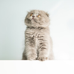 Fluffy Scottish Fold kitten sits on a blue background and looks up. Advertising banner, pets