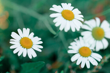 White bright daisy flowers on a background of the summer landscape. Wildflowers outdoors