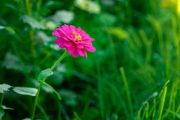 Close purple zinnia flower. Beautiful flower in the sun