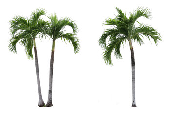 Adonidia palm trees - obrazy, fototapety, plakaty