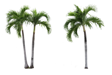 Adonidia palm trees