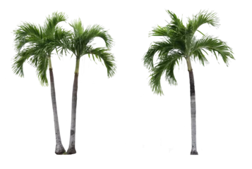 Foto op Plexiglas Adonidia palm trees © parinya